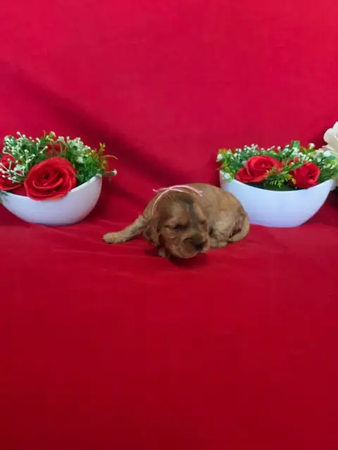 Cocker Spaniel Anglais  B........... Du Domaine De St 14a37 photo 3