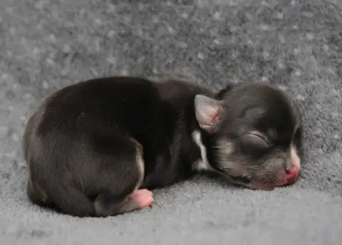 Chihuahua  Chiot N°3 Des Terres De La Faisanderie