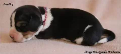 Beagle  Femelle 4 -