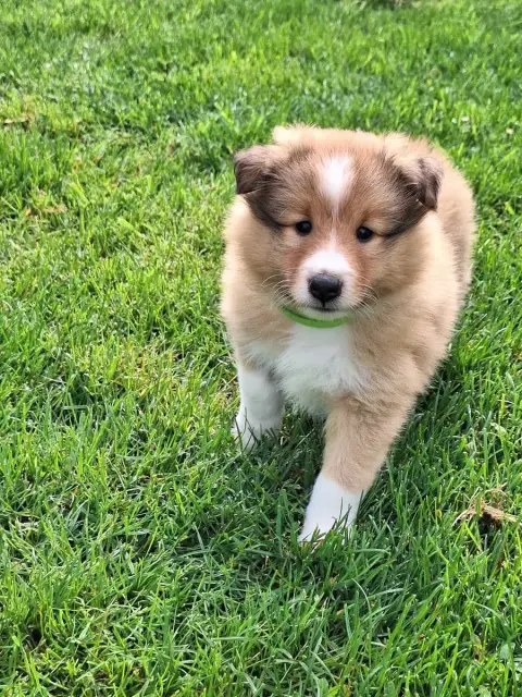 Shetland Sheepdog  Boomer De La Chambrette Agenaise 6256e