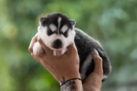 Siberian Husky  Black Pearl Sibérian Of Winter Bell 26c52 photo 2