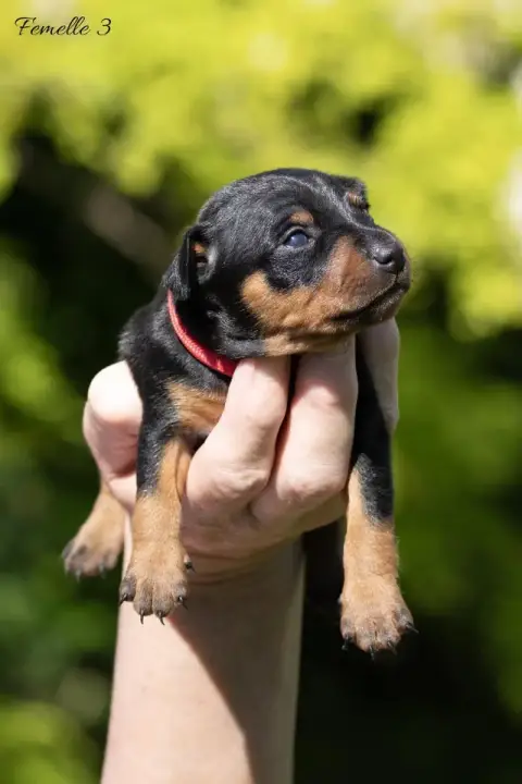Pinscher Nain  Femelle 3 De La Maison D'Este