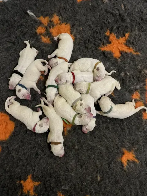 Berger Blanc Suisse  Chiot N°3 De L'Epopée De Kaa