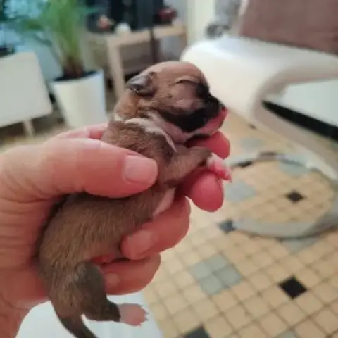 Propose A L Adoption Chiots Chihuahua