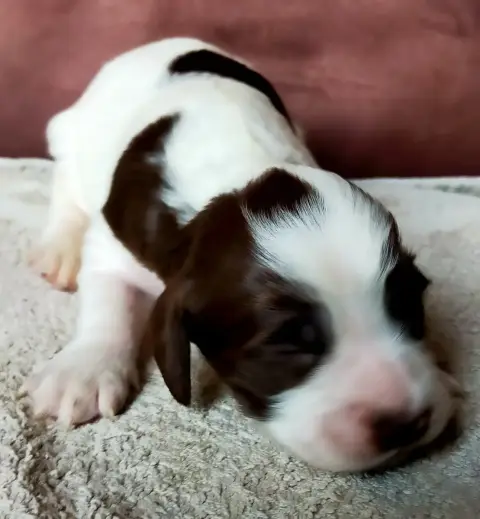 Epagneul Français  Chiot N°8 Des Terres Du Doux Lieu b69d9