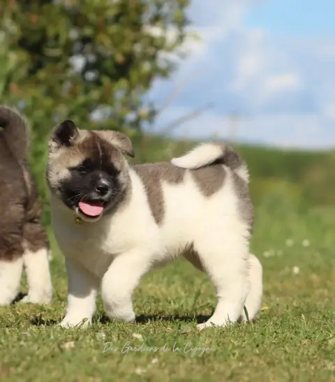 Akita Americain  Be My Girl Des Gardiens De La Cigogn 3dae6