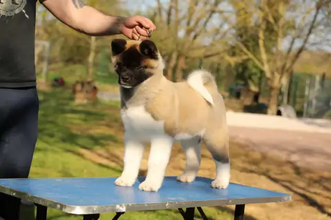 Akita Americain  Askellad Sendosan