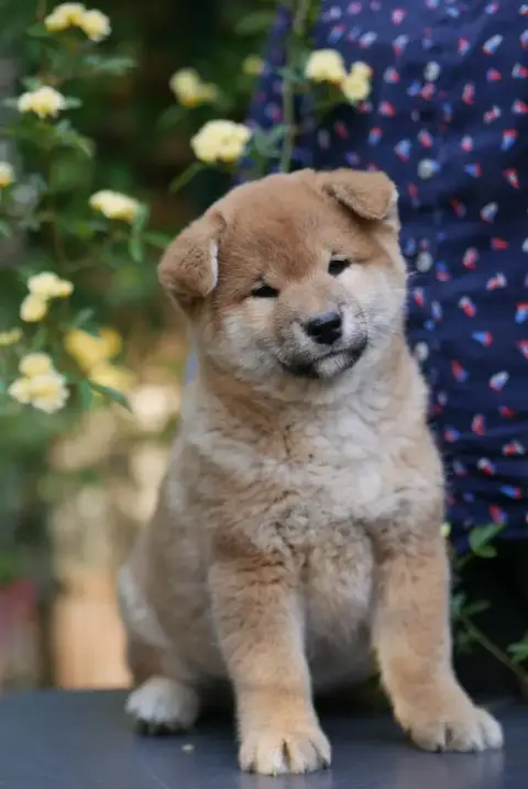 Shiba  Chiot N°1 Des Roses De Charlemagne