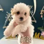 6 Chiots Coton De Tuléar