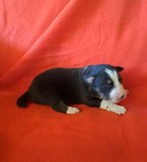 Berger Australien  Chiot 7 De La Pierre Du B'Ressieux 80a0e
