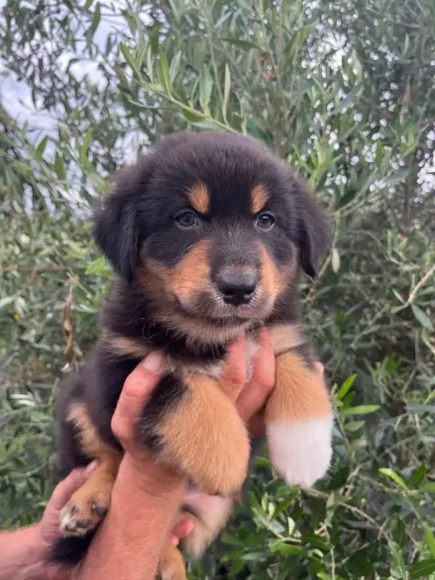 Berger Australien  Berlioz Du Domaine D'Umy photo 2