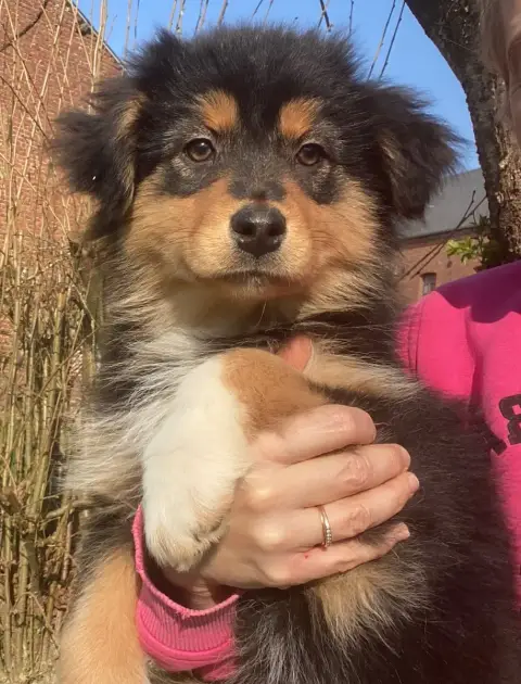 Berger Australien  Chiot 3 Du Fil De L'Eau