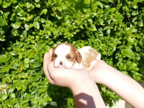 Cavalier King Charles Spaniel photo 2