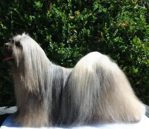 Lhassa Apso  Chiot 4 Des Gardiens Des Reves Sous Dun c29a8 photo 3