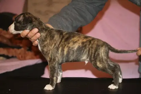Whippet  Brown Sugar De Tetiaroa photo 2