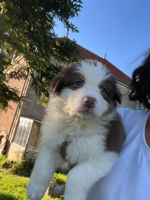 Berger Australien  Chiot N1 Des Eclats De Quasar