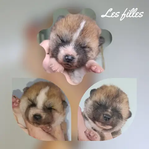 Akita  Chiot 1