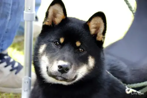 Shiba  Chiot Fauve Des Plaines D'Ardennie photo 3