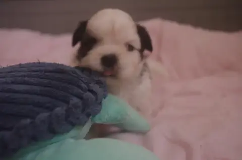 Shih Tzu  Bora Bora Des Tresors De Lobsang photo 2