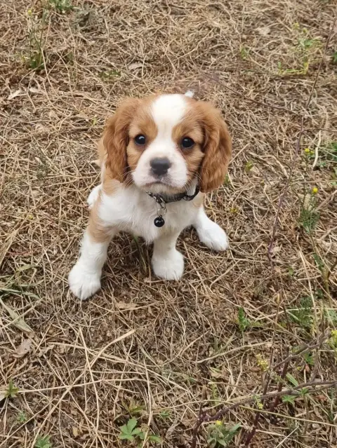 Cavalier King Charles Spaniel  B... Du Petit Brilloua b0f5d