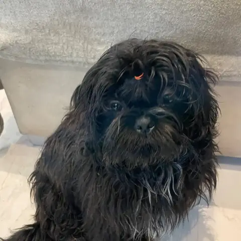 Shih Tzu  Broadway The Tresors By Lou