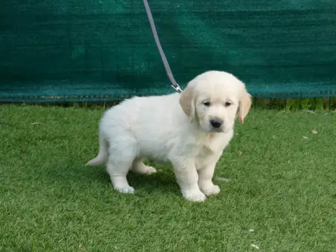 Golden Retriever photo 2