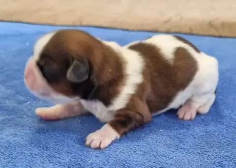 Shih Tzu  Chiot N°2 Des Hirondelles Du Voyage photo 2