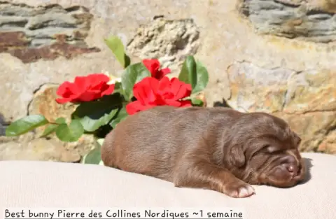 Chien Finnois De Laponie  Best Bunny Pierre Des Colli f1e07