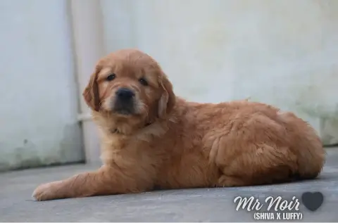 Golden Retriever  Mr Noir De La Vallée Des Golden D'O 546e7