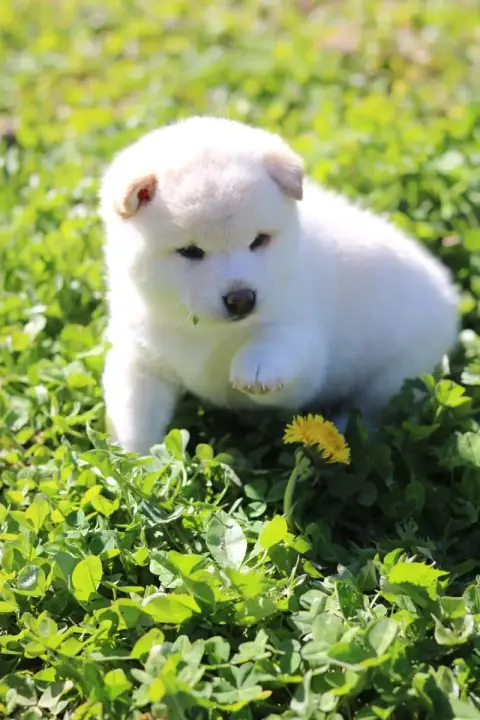 Shiba