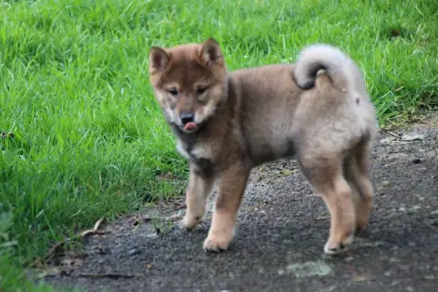 Shiba  Chiot 1 Des Legendes Du Triskel photo 2
