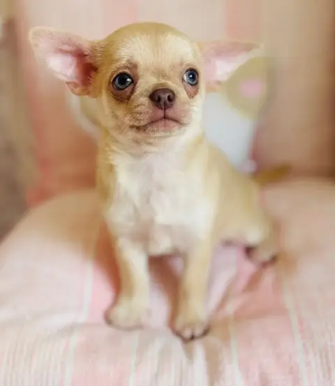 Chihuahua  Blake Of Aphrodite Childs photo 2
