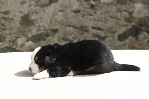 Bouvier Bernois  Chiot 3 De La Vallée De L'Hyrome photo 3