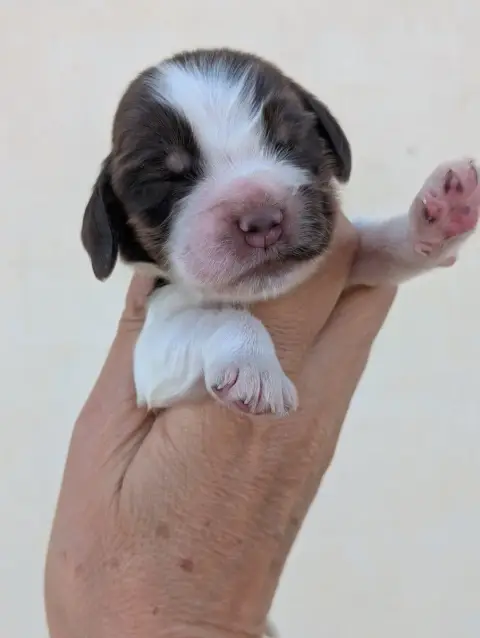 Cocker Spaniel Anglais  Chiot 6 Des Pitchoucas De Lac 7bb87