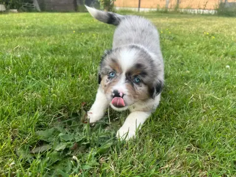Berger Américain Miniature  Bleu Merle Du Sentier D’O 1c247