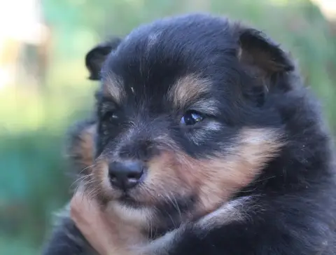 Shetland Sheepdog  Chiot N°1 Du Royaume D'Angélique 18115