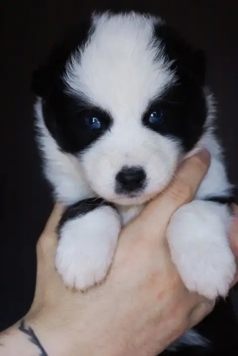 Laika De Iakoutie  Monsieur Bleu Winter Never Dies photo 2