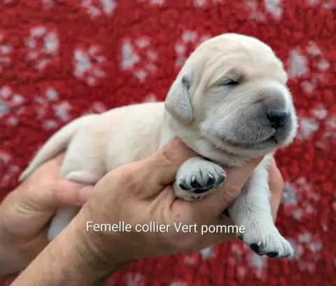 Golden Retriever  Femelle Collier Vert Pomme Du Domai d021f