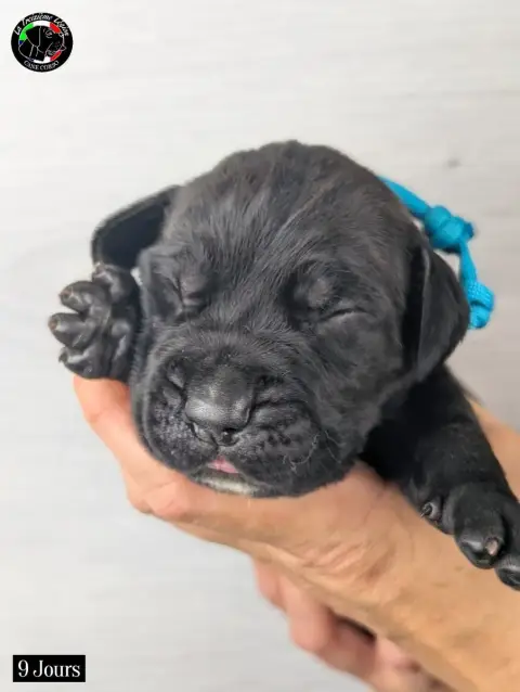 Cane Corso 
                        Collier Bleu Ciel 72a0f photo 2