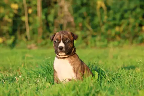American Staffordshire Terrier  Blazing Belle De Rock 29fa6