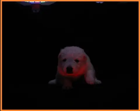 Berger Blanc Suisse  Miss Orange Des Sentinelles D'Ar 8435c photo 3