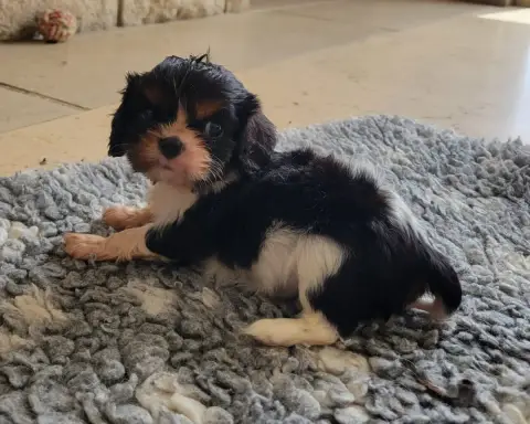 Cavalier King Charles Spaniel photo 3
