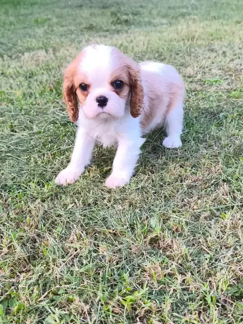 Cavalier King Charles Spaniel  Chiot N°2 Des Princes  a8328 photo 3