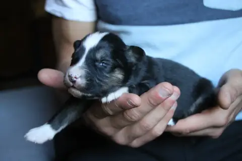 Laika De Iakoutie