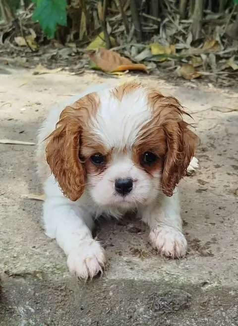 Cavalier King Charles Spaniel  Male 1 Des Terres De D c1557