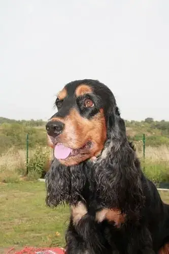 Cocker Spaniel Anglais  Black- photo 3