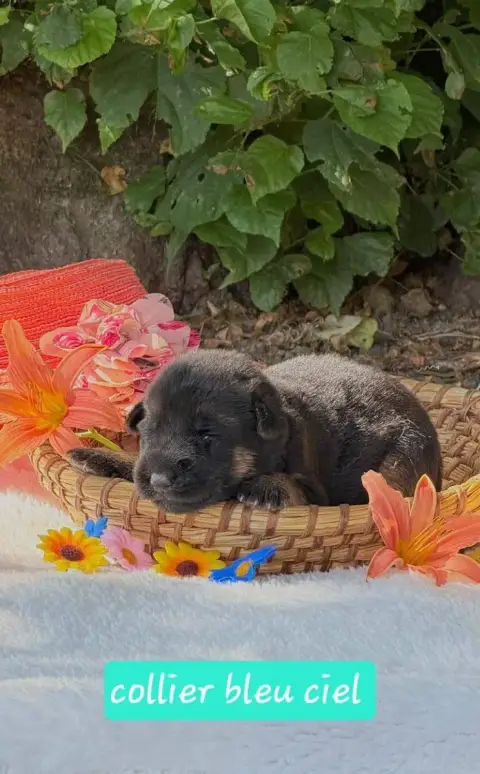 Berger Allemand  Chiot 4 Du Clos De La Chanson