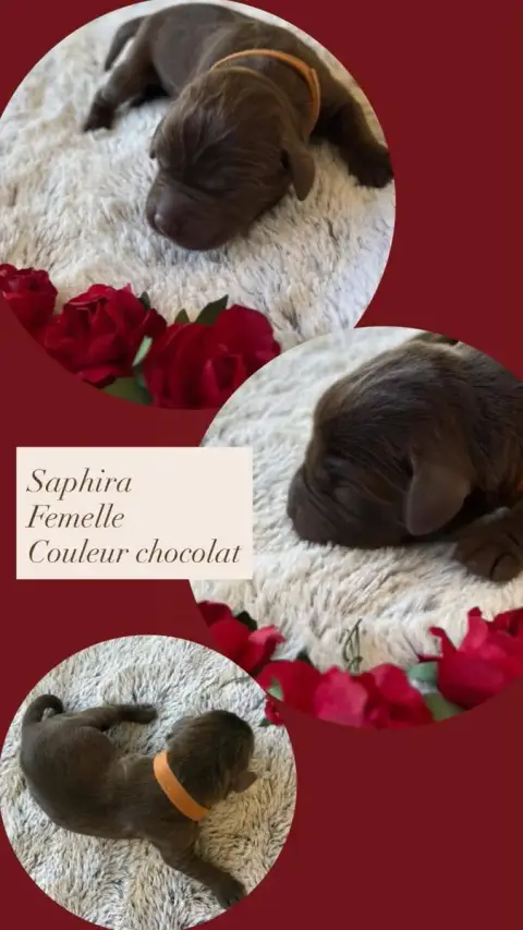 Labrador Retriever  Saphira Du Domaine Des Belles Aub e4c55