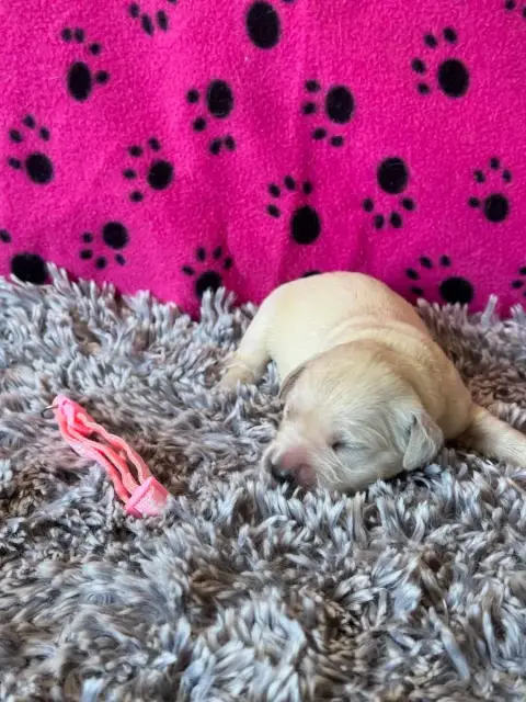 Golden Retriever  Collier Rose Des Gardiennes De La V 3e424 photo 3