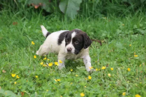 English Springer Spaniel  Chiot N°8 Brush Master